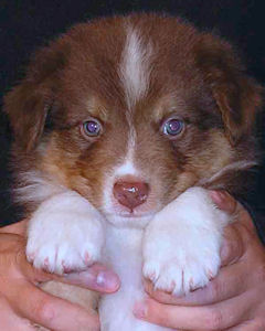 Red Tri male #1, headshot